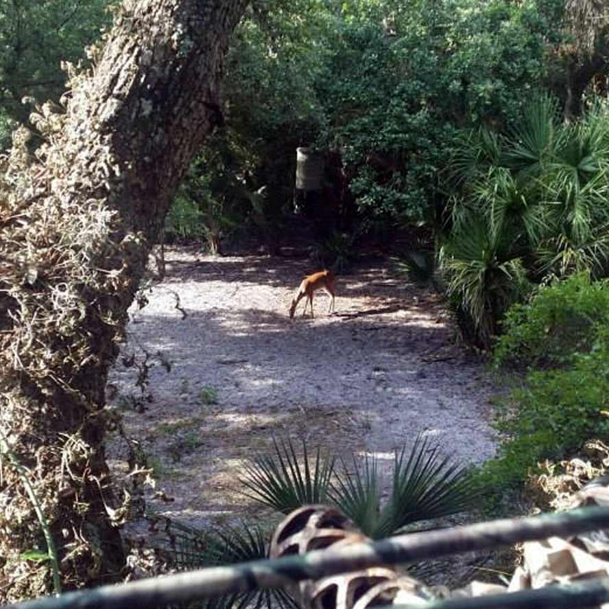 Florida hog hunting is available to you all year round