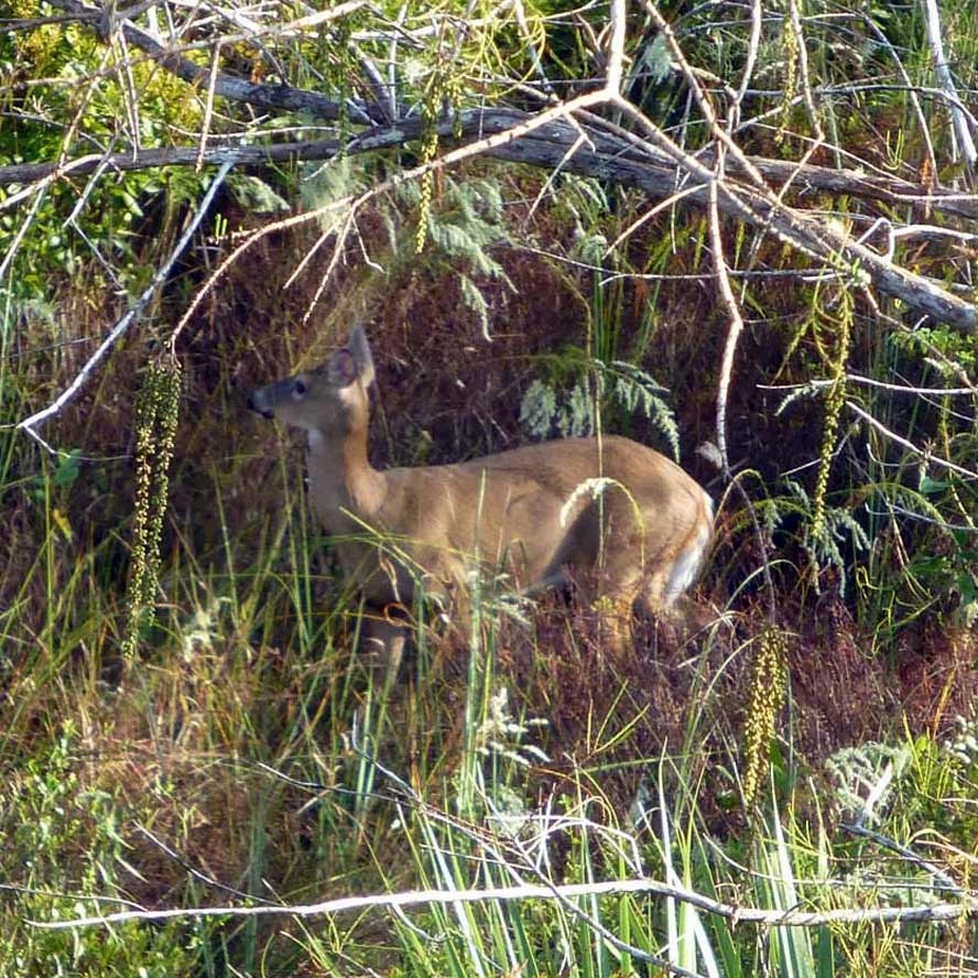 Hunting in big cypress with no luck