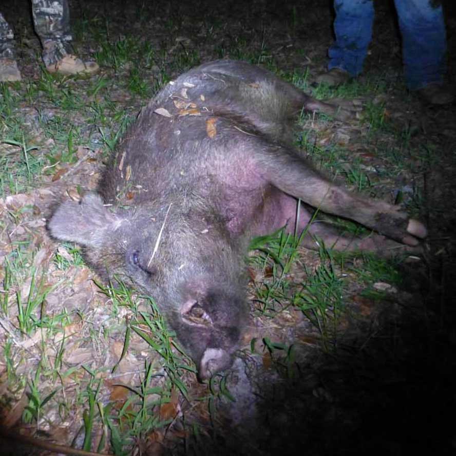 place in Central Florida to hunt Wild Boar Hogs