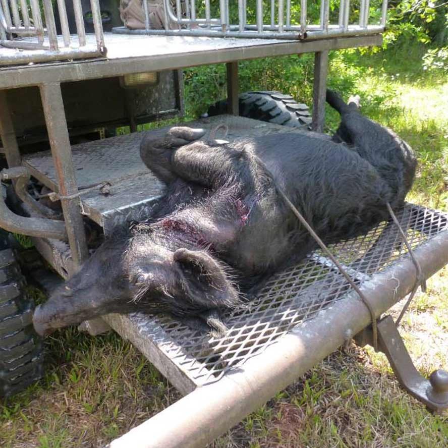 spring and summer wild hog hunting opportunities
