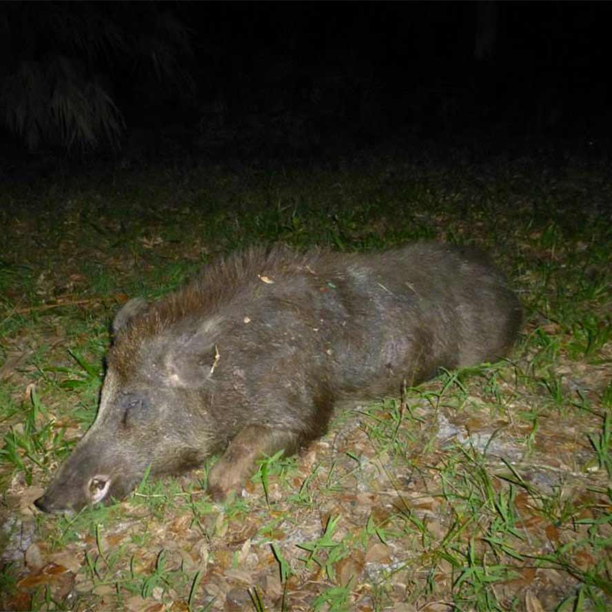 stalking wild hogs at night undetected